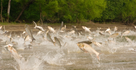 The Attack of the Jumping Asian Carp