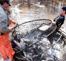 New Weapons Against Invasive Carp: Knife and For