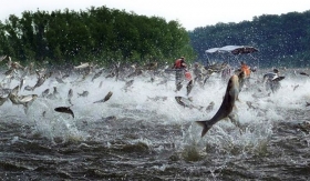 Hoosier to lead fight to keep Asian carp out of Great Lakes