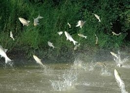 Hundreds Of Asian Carp Leave At Least One Person Injured