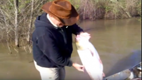 Average Size of Asian Carp in South Louisiana